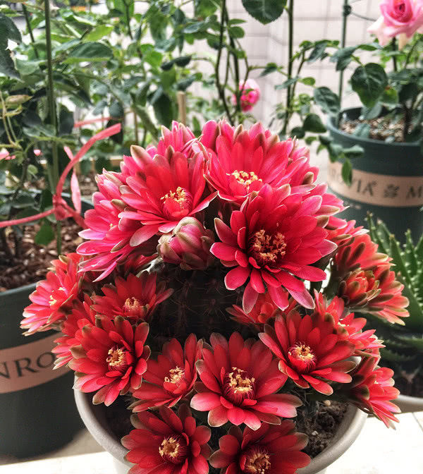  【超长】最会开花的仙人球，号称“开花机器”，花期超长又好“养活”！