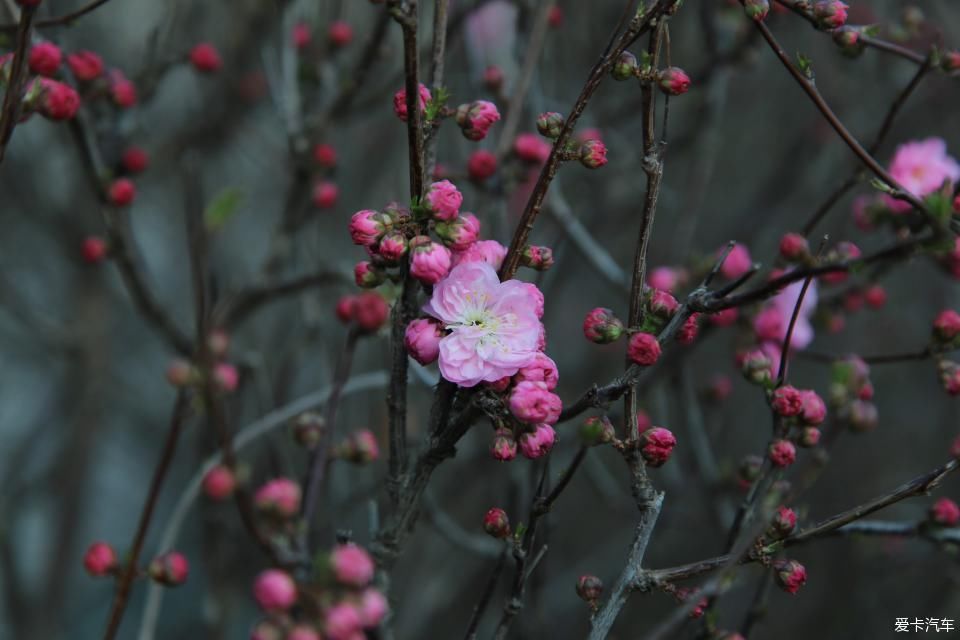  『兰州』大王泒我去巡山【2】兰州碑林