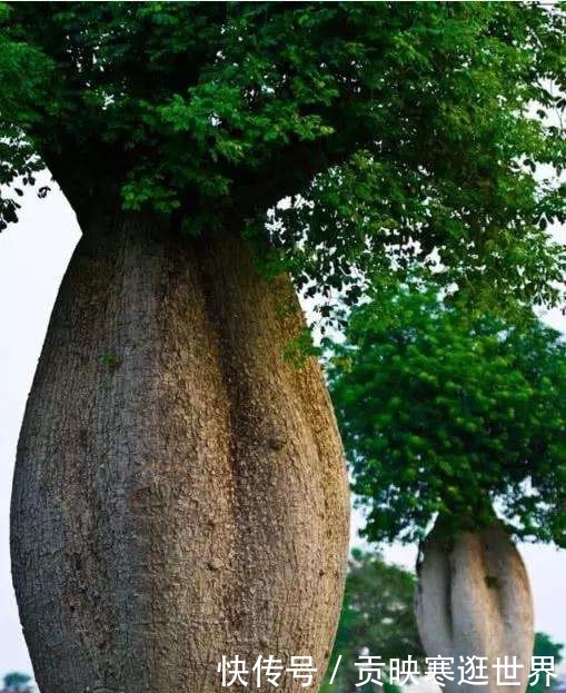 这种树一棵储水12吨,在沙漠中能救人,我国引进后现状让人无语
