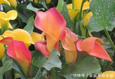  艳丽■喜欢养护花卉，就养开花爆盆，花期长，寓意美好，花色艳丽的花卉