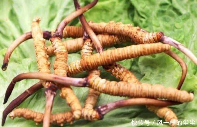  [殊不知]它长在高山上，一斤标价8万元，殊不知价值并不高，你认