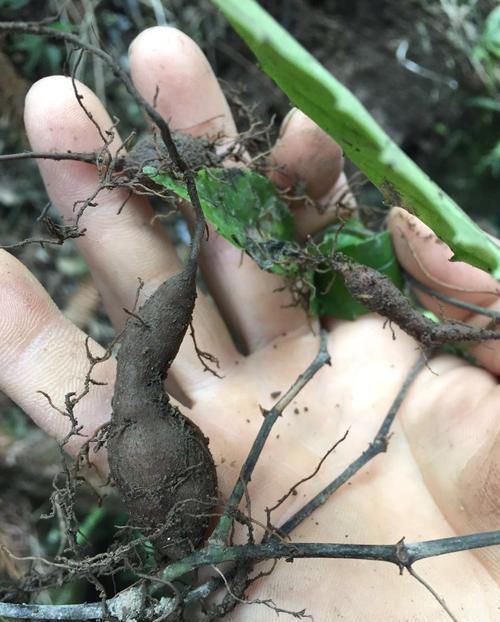  『把它』这植物长得像老鼠，乍一看吓一跳，城里出高价回收有妙用！