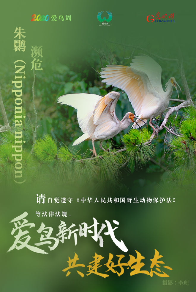  『鸟类资源』海报 | 爱它，就保护它！请善待野生鸟类