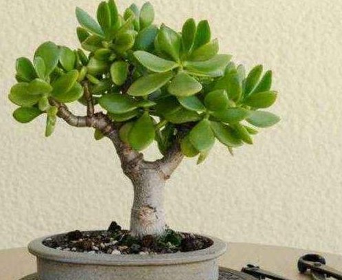  金钱树：家养4种绿植自带“贵气”，栽进花盆造景，高档大气，旺运招财