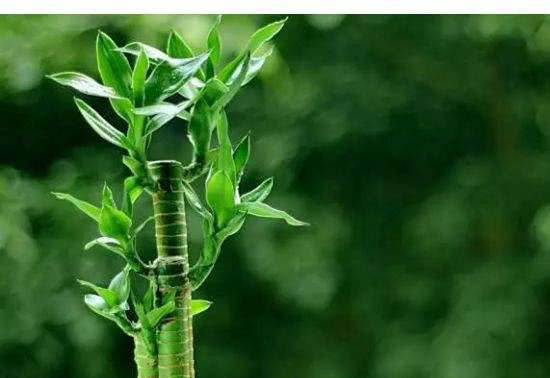  家里■这种植株，市场上10块钱一大把，摆家里“观叶”又“赏花”！