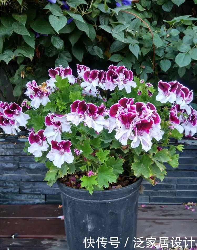  每种■110种天竺葵，每种都超美，看看你认识多少种？