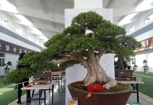 中国?新沂第二届精品盆景展回顾