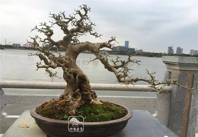广州园艺博览会岭南盆景作品回顾