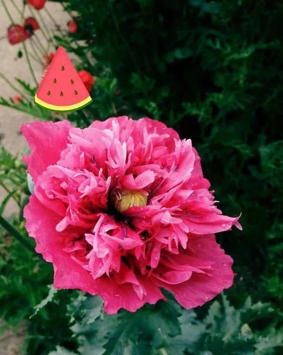  「植株开花之后」这几种花是优雅的代名词，养一盆家里全是优雅气息