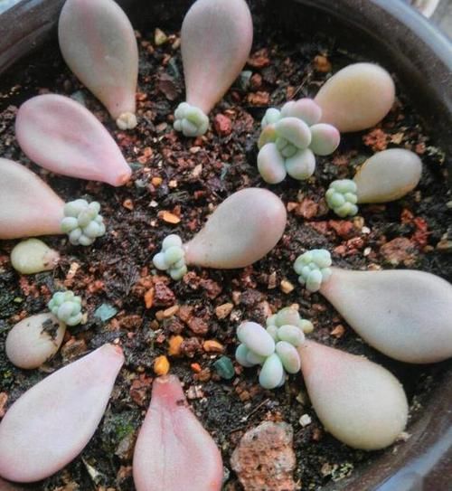 「小苗」乡间趣事!养多肉时,如何让“叶插”生根快?花农的小绝招,小苗快速变中苗