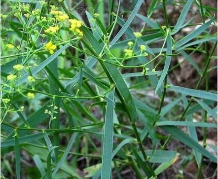  常用：一植物在国外是“杂草”，到中国却大翻身，成“常用”珍贵中草药