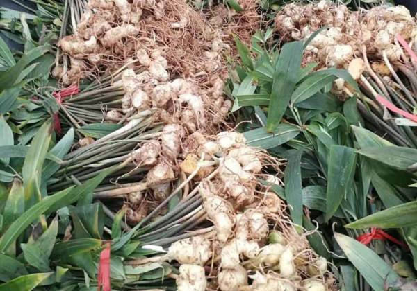  黄精：在野外分布很广，见到后别当成杂草，采挖一斤30元，珍贵