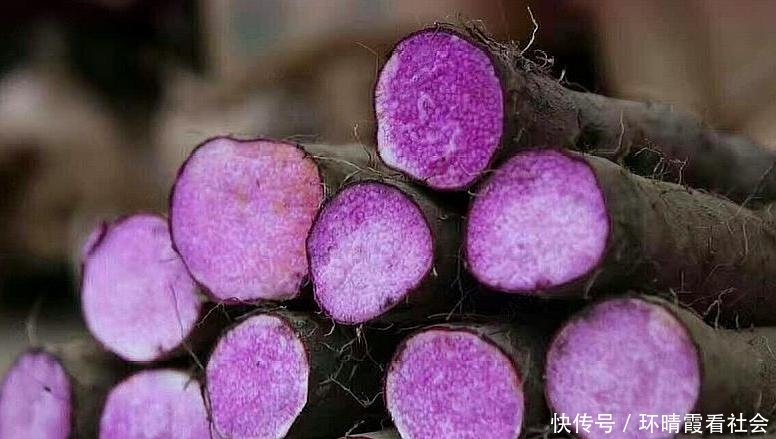  #作物#农村一种作物，别人竖着种而他是横着种，现每亩收入超过1