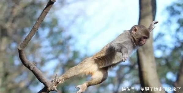 『猕猴』女子黔灵山公园里直播喂猴,结果被送进派出所