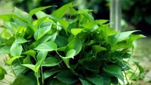 【绿色植物】绿萝应该怎么种植?怎么预防疾病?科学种植是关键。