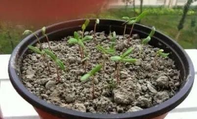  【开花】养“4种花”，几粒种子撒盆里，开花爆盆，美得惊艳，不花钱