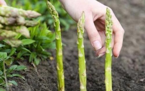  「此物」此物寿命可达20年，阳台栽种上一盆，年年都能吃上新鲜的芦笋