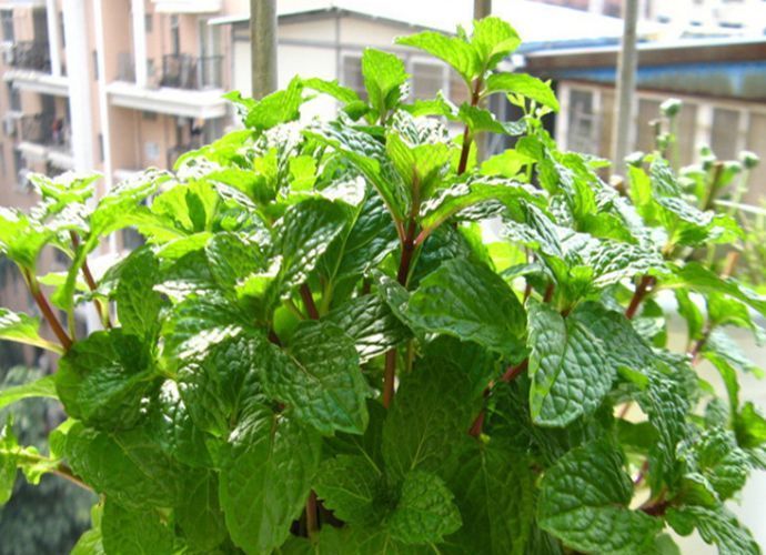 『茉莉花』“3种花”养卧室,改善睡眠质量,睡得香,很多花友都喜欢!