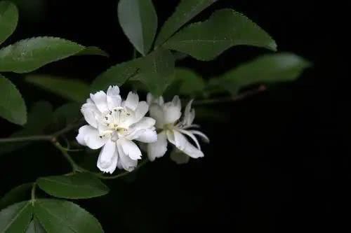  周董■开花即成瀑，周董《七里香》灵感竟来自于它