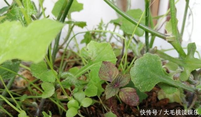  [竟然]这两种野草和配菜，在花盆都能长得很茂盛，竟然浑身是宝