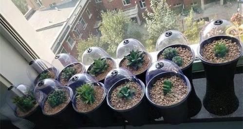  [废瓶]家里的废瓶别扔了，用来养花，蹭蹭冒出大白根，新叶呼呼长不停！