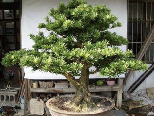  #想养#“值钱”的2种树，想养不用买，“枝条”剪下来种植，5个月变盆景
