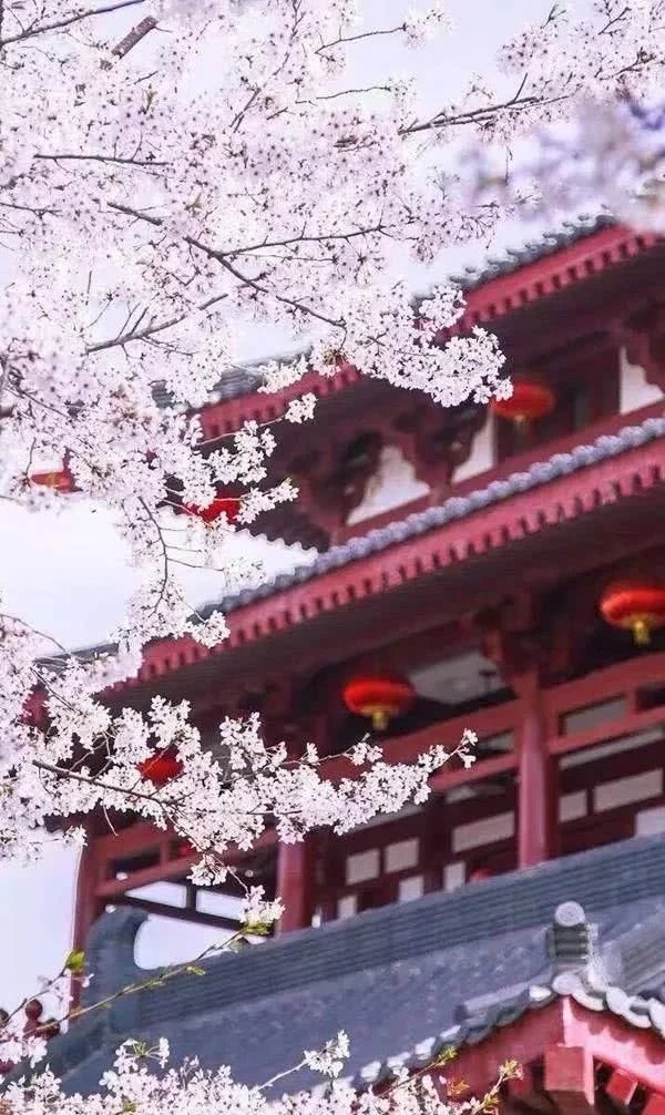 阳春三月,群芳争艳!来看西安这些“花花世界”的最佳踏春赏花指南