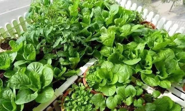  #吃不完#阳台这样种菜, 一年到头摘个不停, 吃不完还能送人!