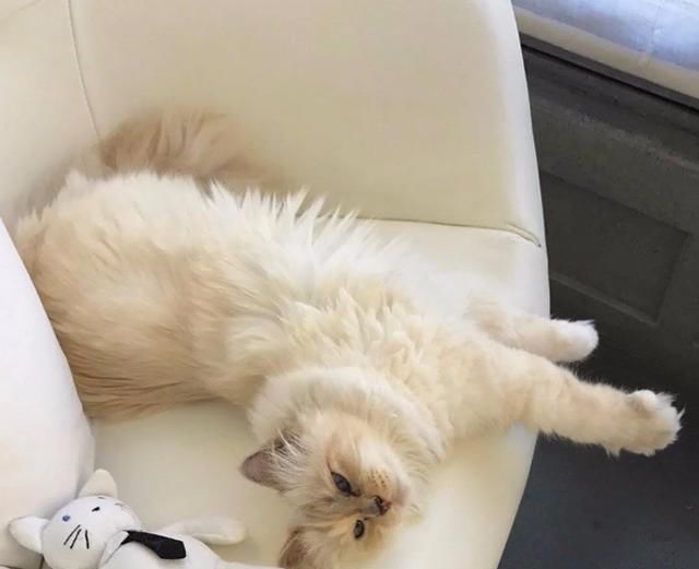  『有钱』继承老佛爷21亿遗产的猫，如今怎么样了？有钱的快乐你想象不到！
