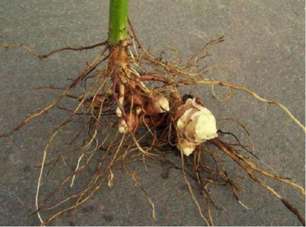  菊芋@菊芋被称为“21世纪人畜共用作物”，农民把它当野花，如今