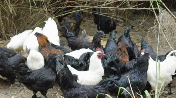  工作：乌骨鸡养殖技术：雏鸡养殖准备工作、饲养密度等管理