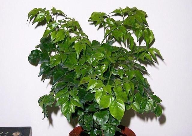  幸福树|夏季养好发财树，注意这3点，叶片绿油油，家人都受益！