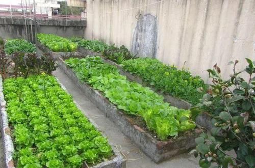 『喂喂』她在楼顶养花种菜,再喂喂鸡,日子过得悠闲又自在!