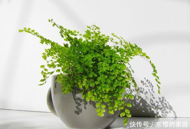 『后将它们』用这几种东西来自制营养土,效果比买来的还要好得多!