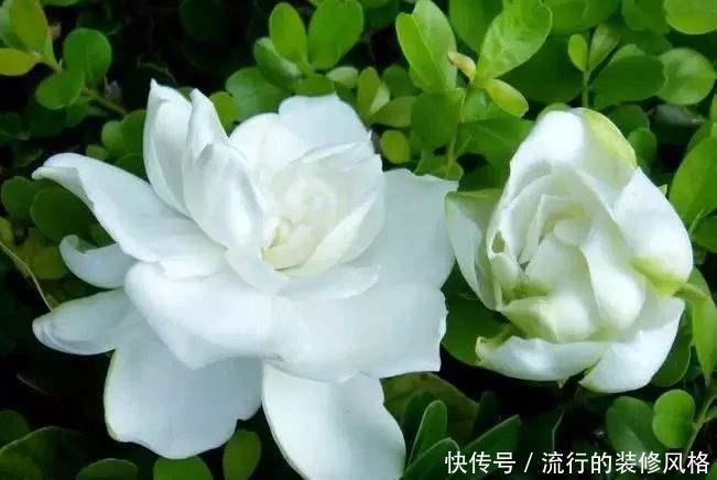  [随便]此3种花，不能随便换盆，要不可能活不过7天