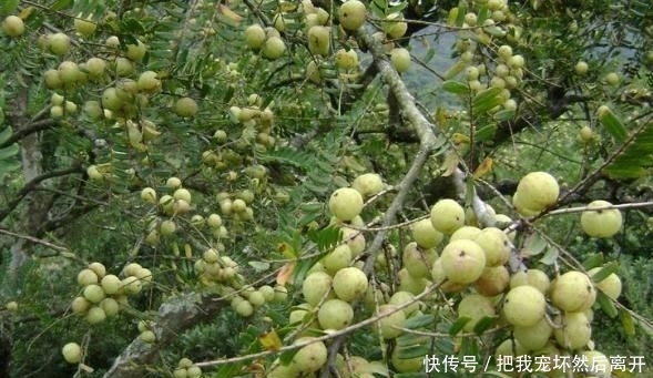  [产量]农村有种水果产量大，天天吃也摘不完，城里卖30一斤却没