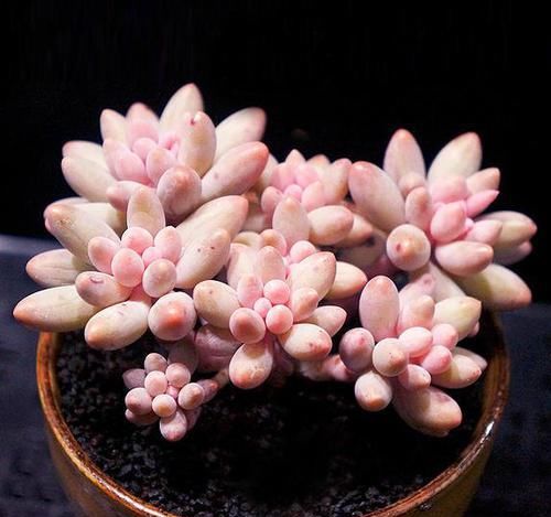  【多肉植物】萌宠多肉绿植，给你每天好心情