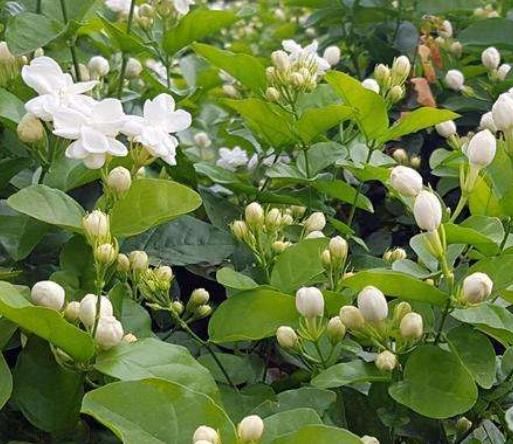  『良药』很多人家里的“盆栽”，竟是老中医的治病良药！基本家家都有！
