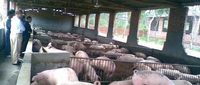  生态■高效生态养猪特点，生态养猪是目前比较流行的生猪养殖模