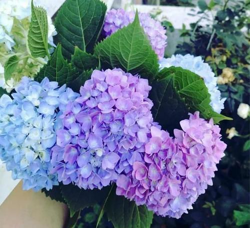  「绣球花的花」绣球花谢花后如何修剪，很多人一直剪错了，非常精辟的修剪方法