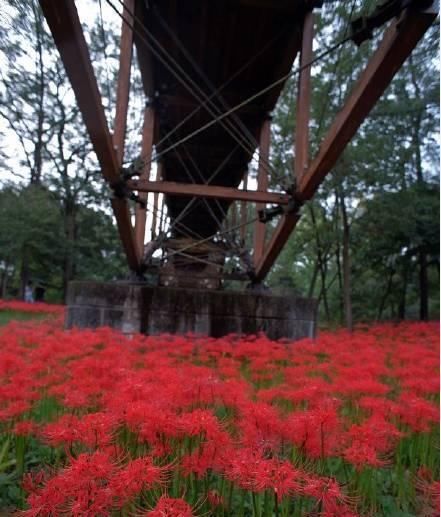  #彼岸花#彼岸花开，花开彼岸，又到一年花开时，你被美到了吗？