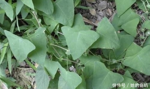 【三角形】路边有“1种野草”奇特,被称为“杠板归”,叶片三角形,珍贵!