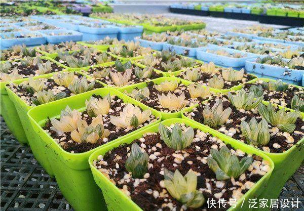 『组培草』多肉植物组培市场的未来如何,这不就是兰花套路吗