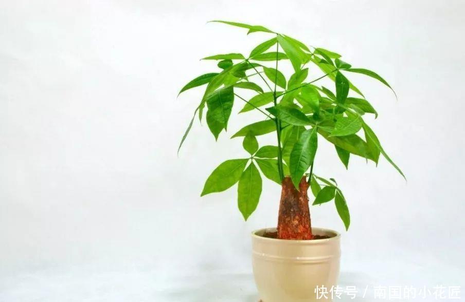 『家里』家里什么植物都可以不养,唯独这4种花万万要摆放上,后悔才察觉