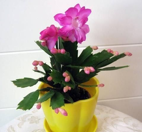  『秘密』栀子花、蟹爪兰开花不断的秘密“一种肥水”10天喷一次，全搞定