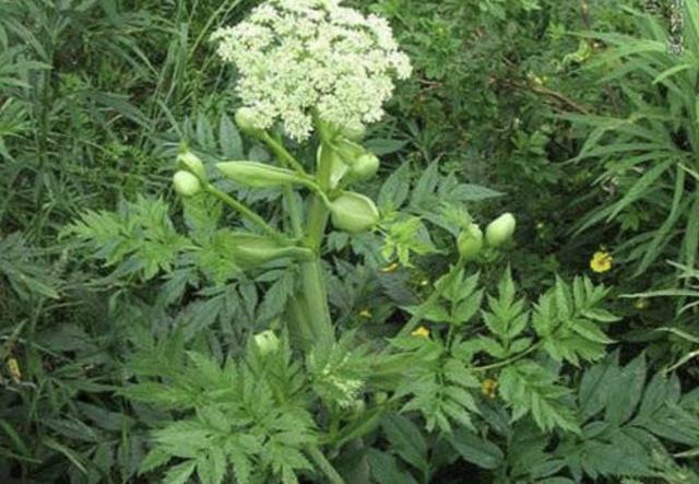  「植物」1种野生的“植物”，被称为“当归”，有发达的根茎，太珍贵！