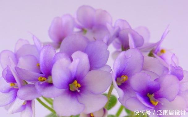  『花草』4种不能乱喷水的花草，搞不好会烂茎枯死，一次就能烂叶烂根