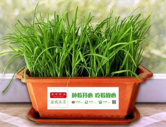  西红柿：这几种蔬菜，种在花盆里，一年四季吃不完的菜，真好