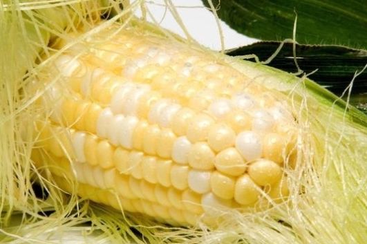  #没错#七八十年代喂猪的野草，不是中药材就是野菜，吃过的是土