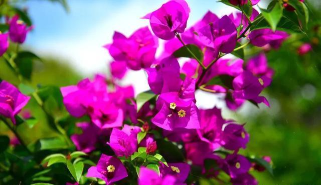  值得|三种花“不怕热”，5月养几盆，呼呼开到秋，值得养